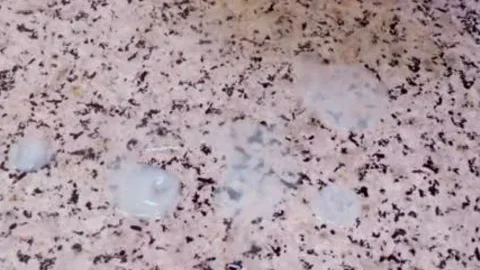 large pooper Ts Nicolly Pantoja Masturbates